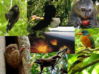 ME 003 - TANGKOKO RAINFOREST TOUR